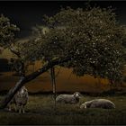 " the loneliness of the sheep "