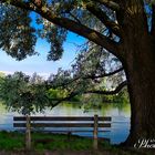 The lonely bench