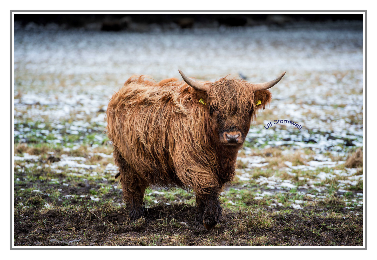 The lonely cow