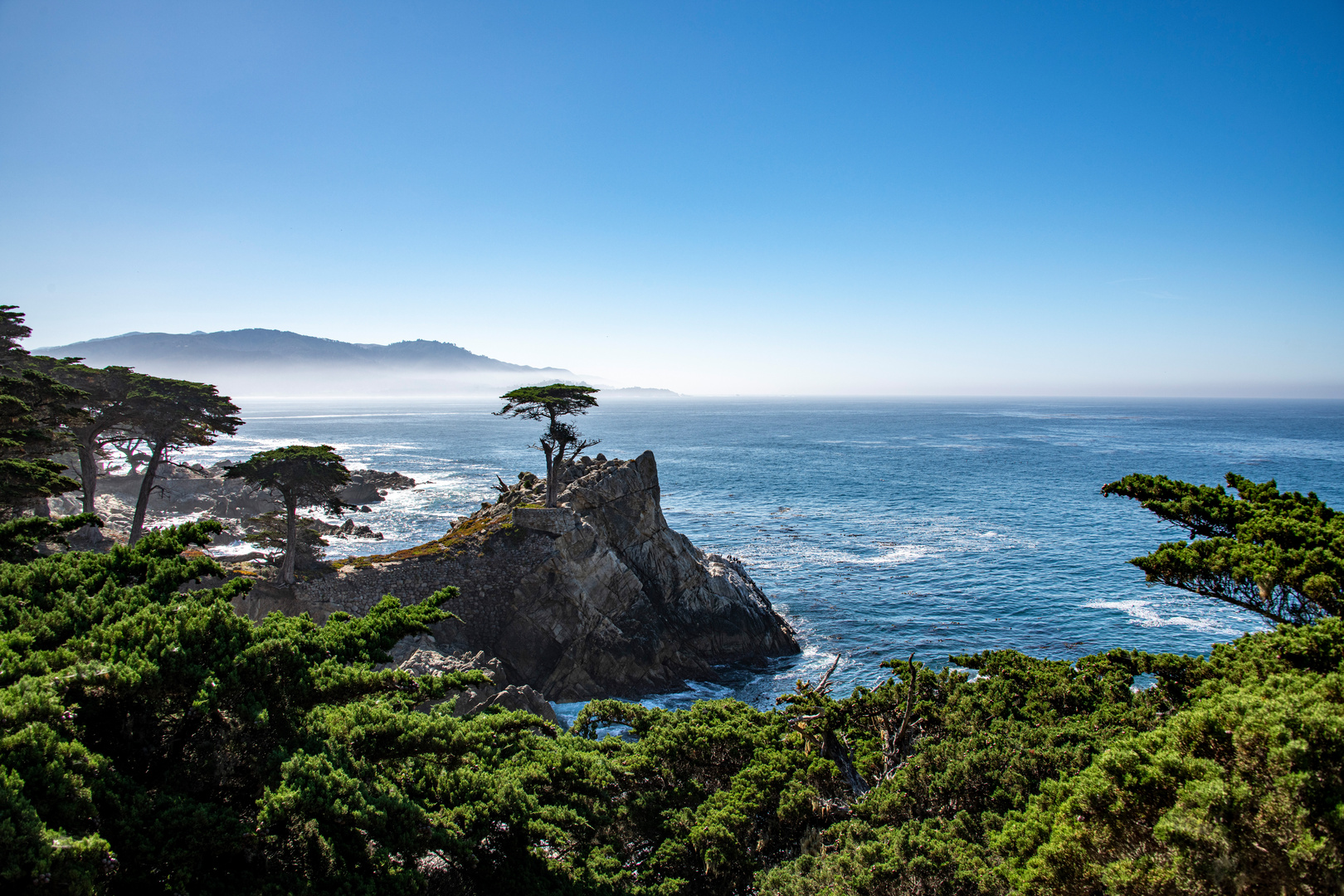 the lonely cypress