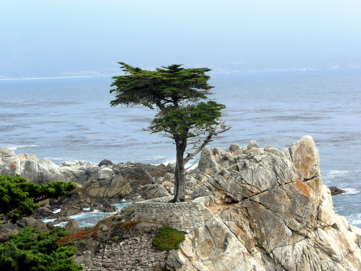 The lonely Cypress am 17-Mile Drive