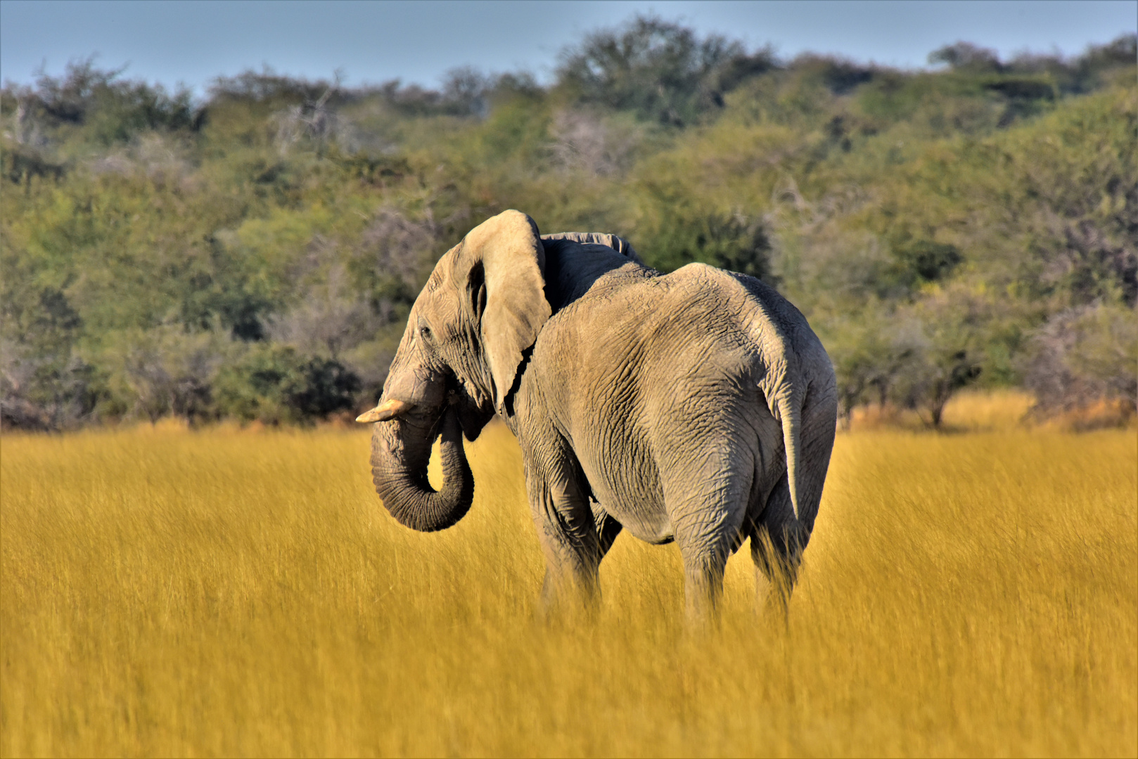 The lonely Elefant