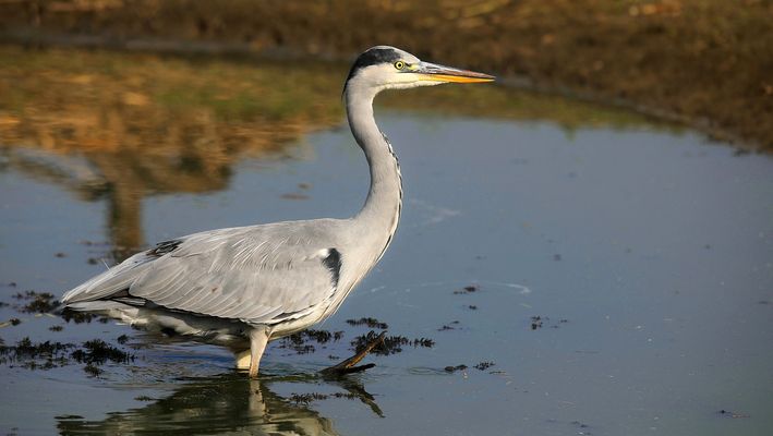 The lonely fisherman