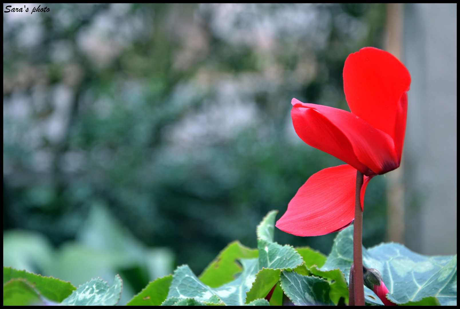 .....The lonely flower..