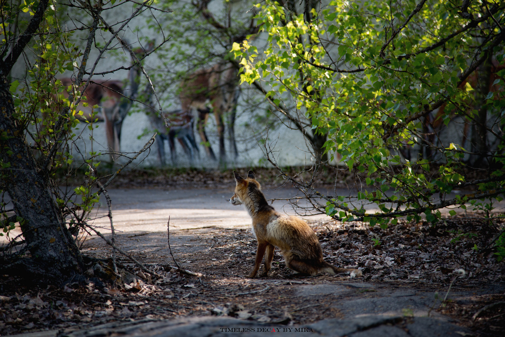 - the lonely fox -