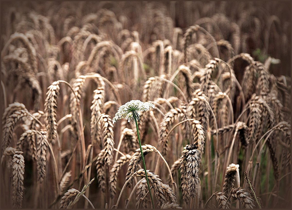 ... The lonely in the golden field ...