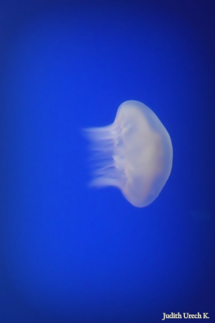 The Lonely Jellyfish