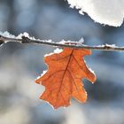 The lonely leaf of oak 