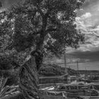 The lonely olive tree