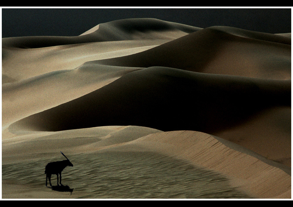 The Lonely Oryx