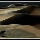 The Lonely Oryx