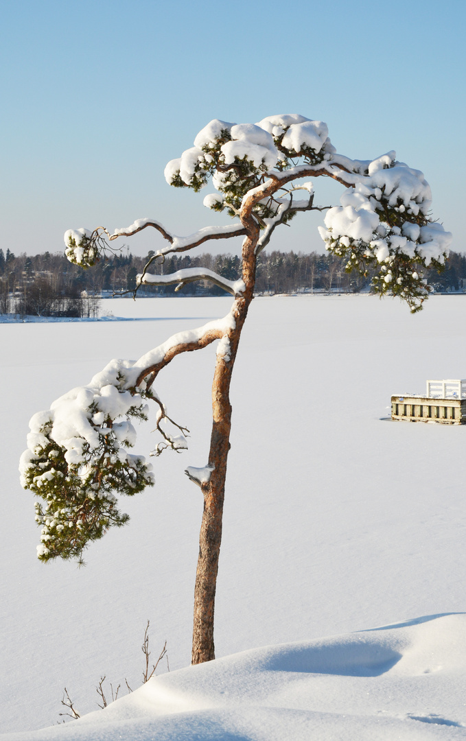 The lonely pine