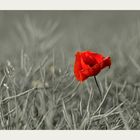 The lonely poppy