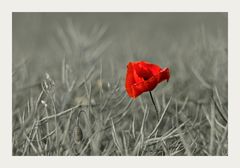 The lonely poppy