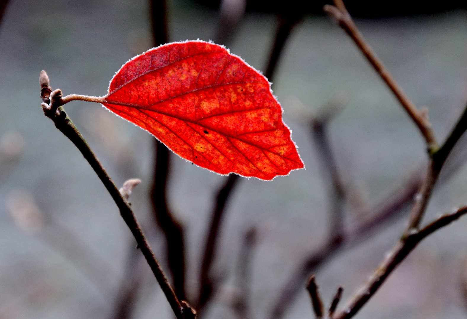 The lonely red leave