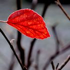 The lonely red leave