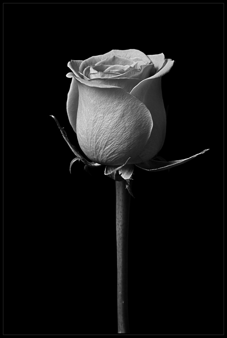 The lonely Rose_3S51559