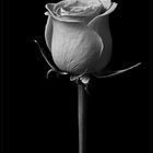 The lonely Rose_3S51559