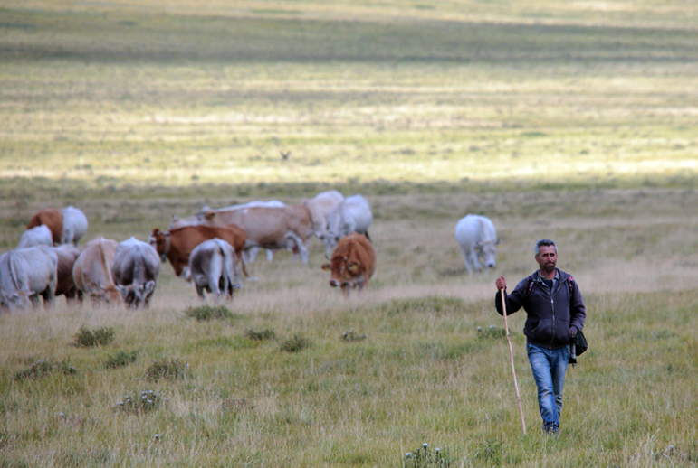 the lonely shepherd