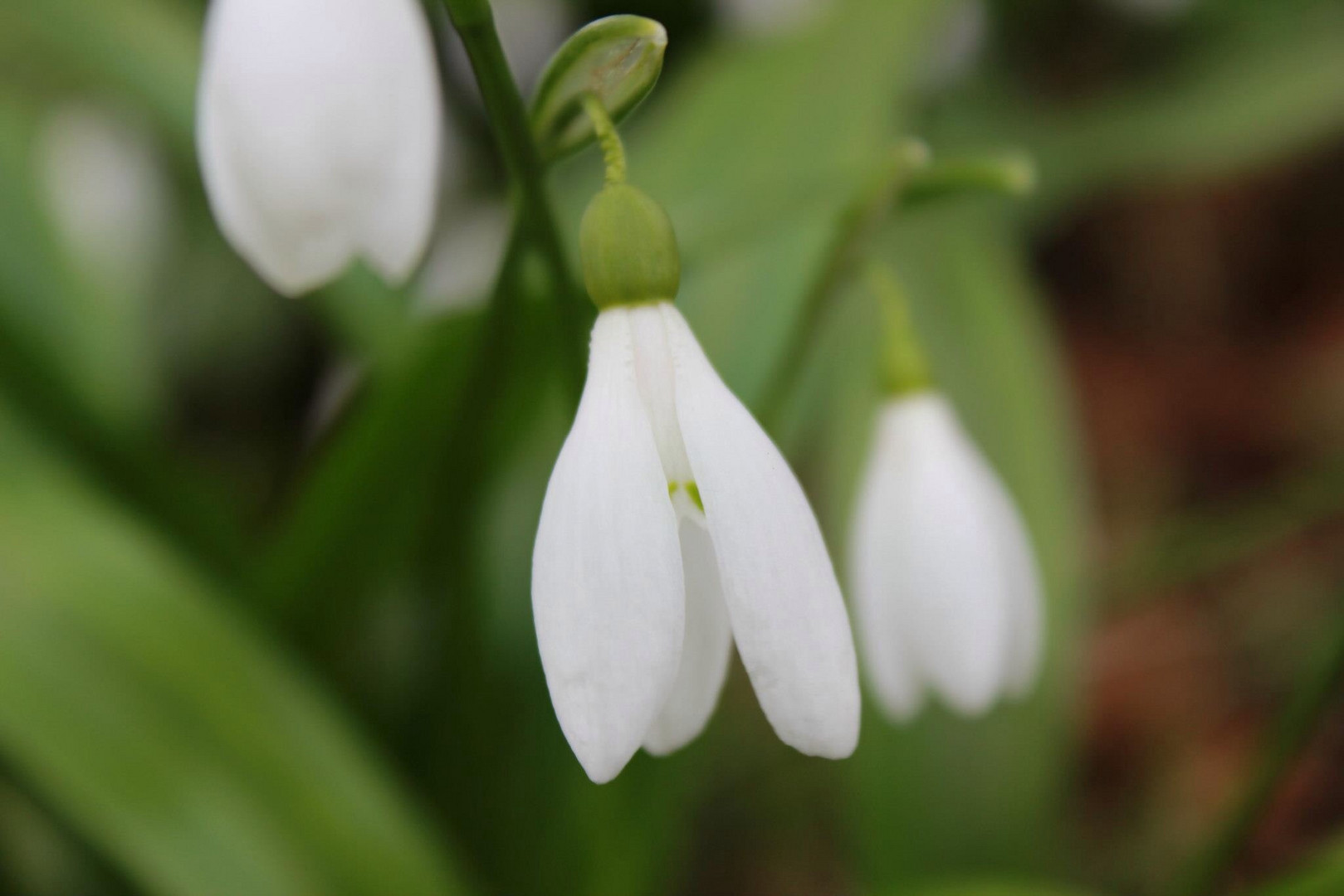 The lonely Snowdrop