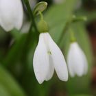 The lonely Snowdrop