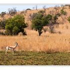 The lonely Springbuck