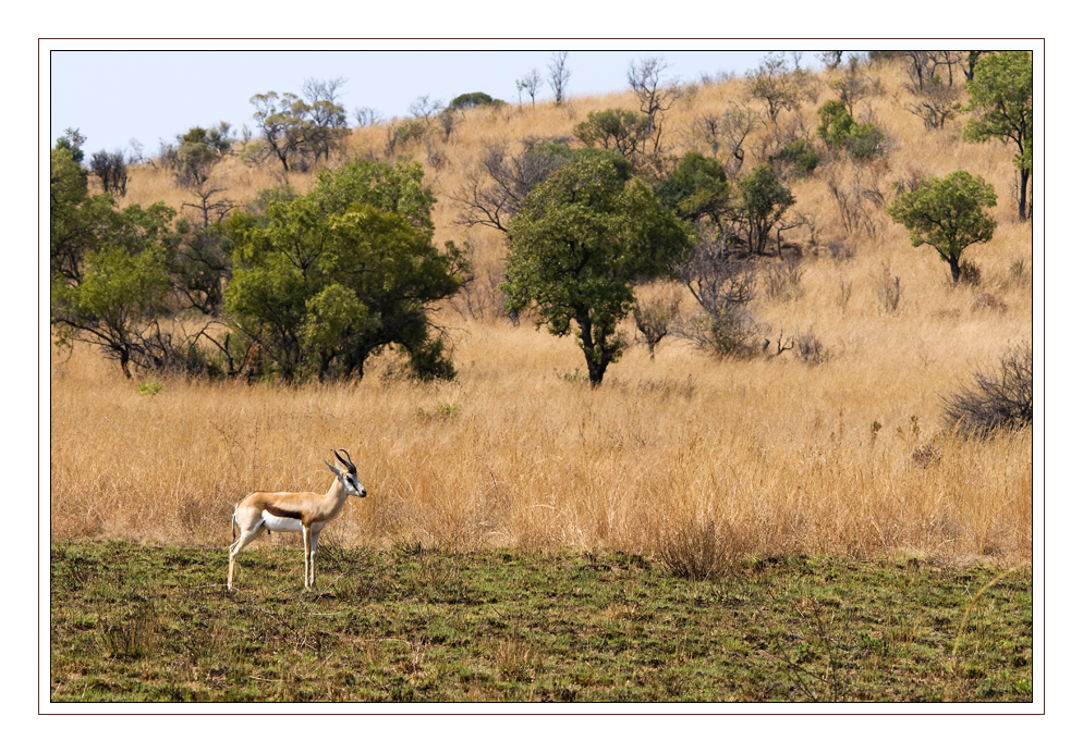 The lonely Springbuck