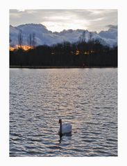 The lonely swan...II