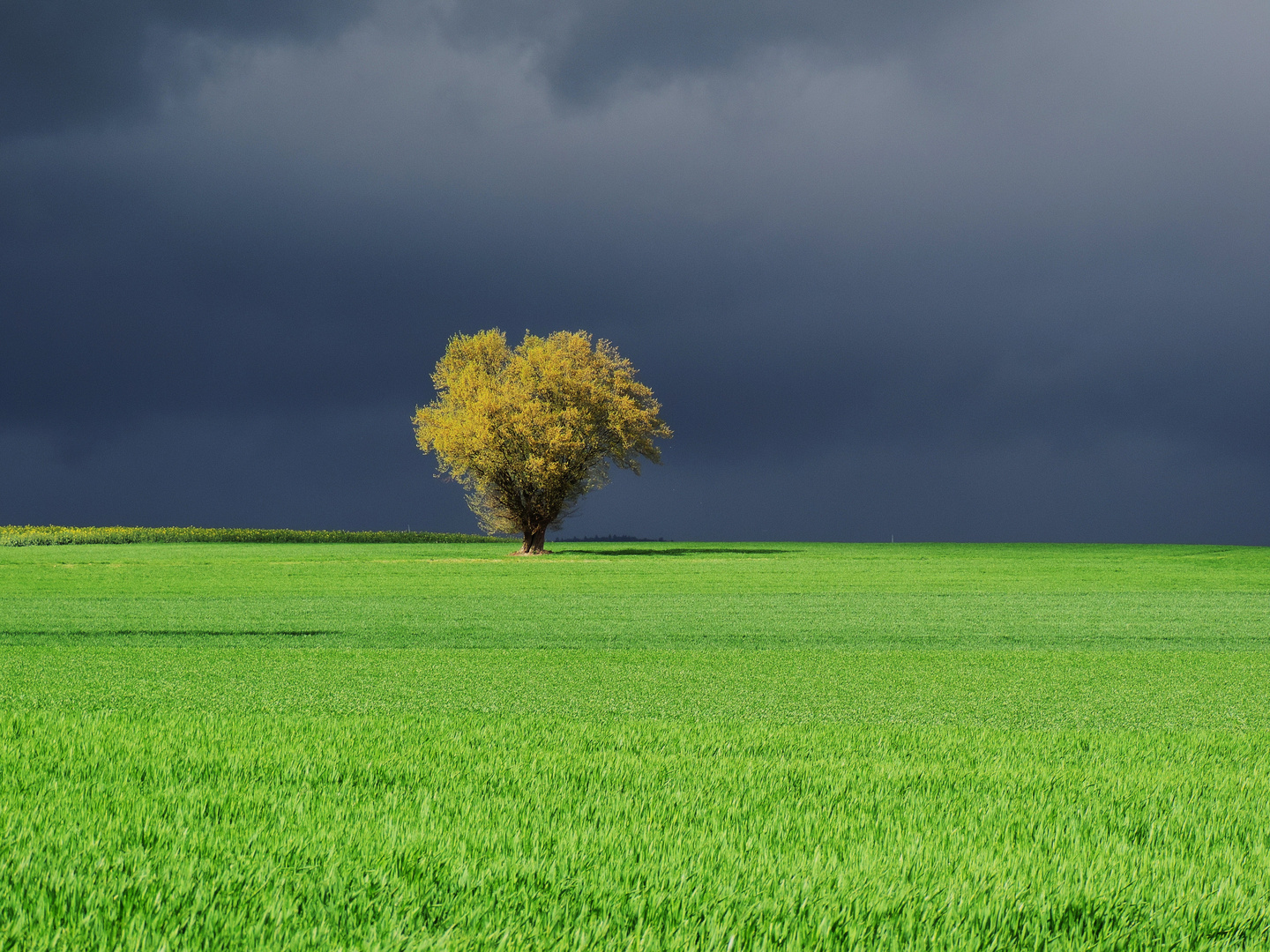 The lonely tree