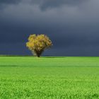 The lonely tree