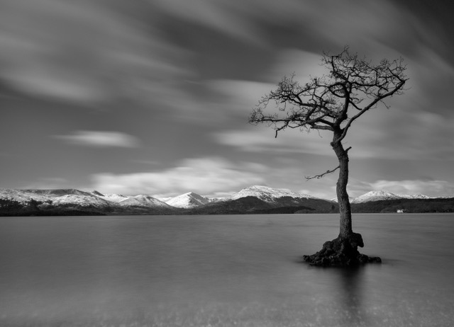 the lonely tree