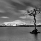 the lonely tree