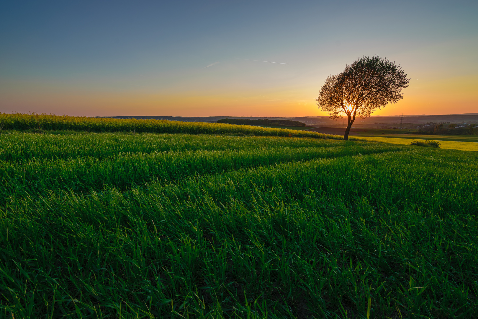 The lonely Tree