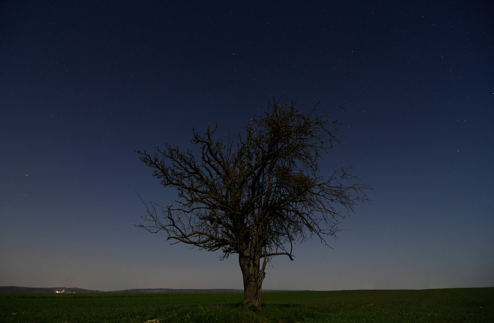 The lonely Tree