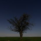The lonely Tree