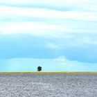 The Lonely Tree