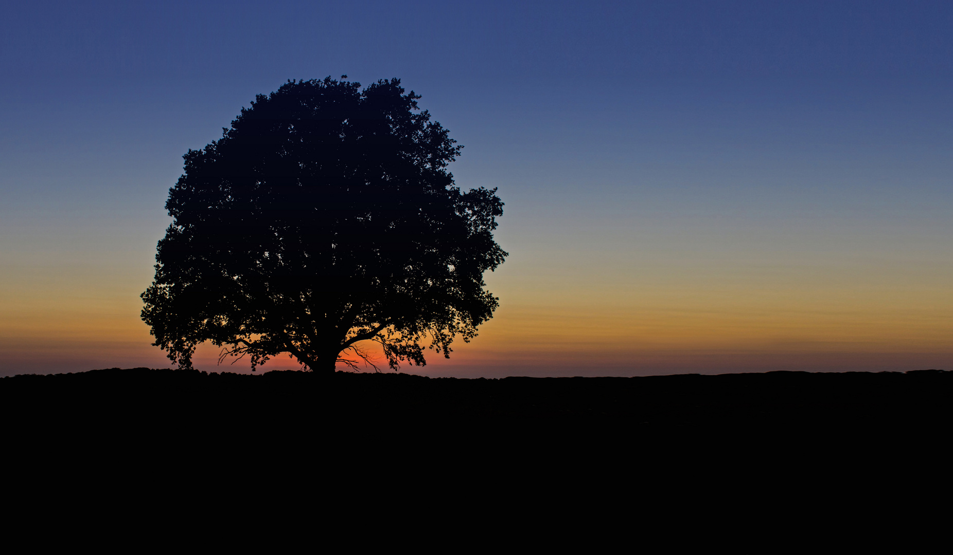 the lonely tree