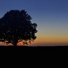 the lonely tree