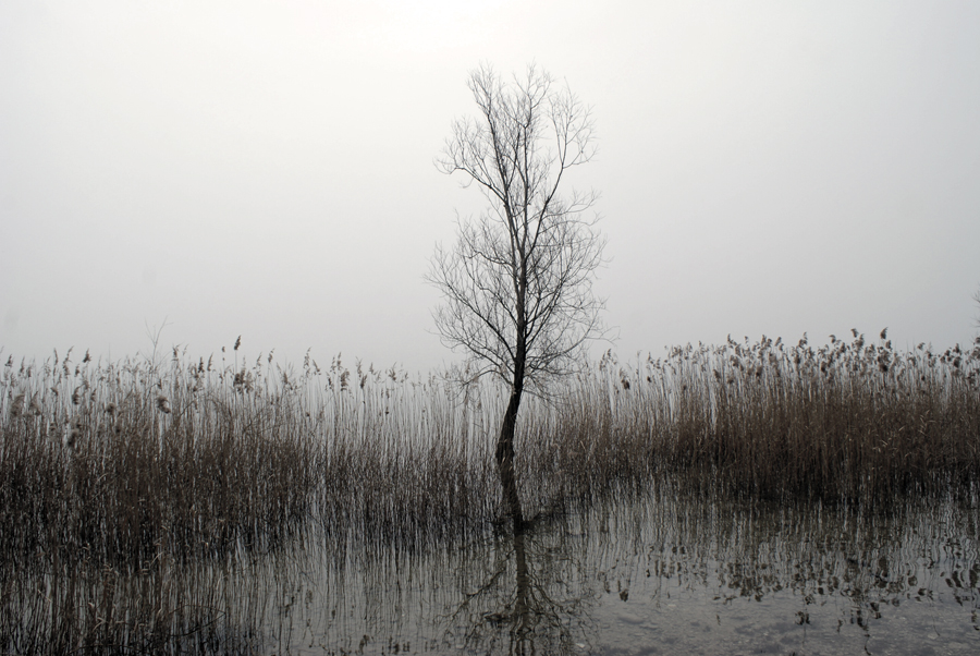 The lonely tree