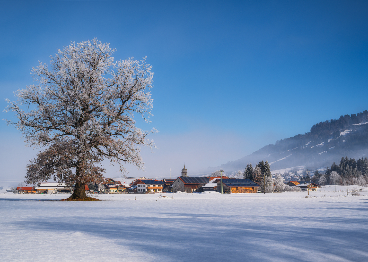 The Lonely Tree