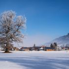 The Lonely Tree