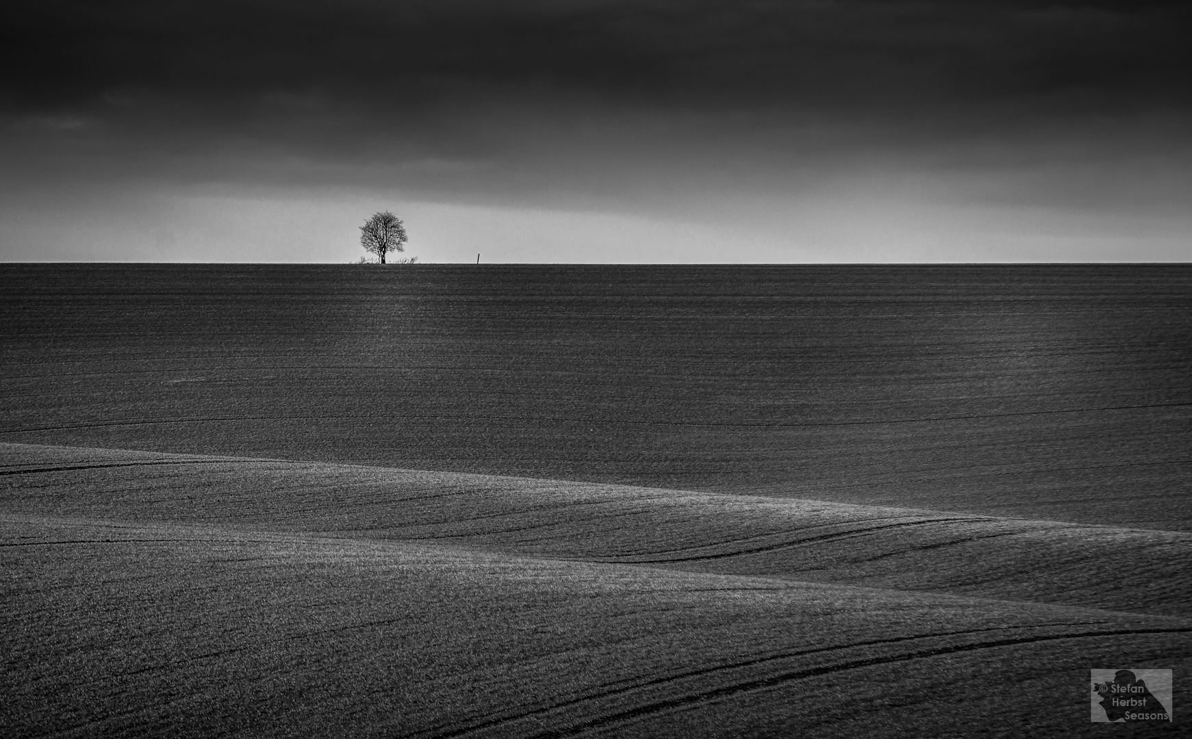 The lonely Tree