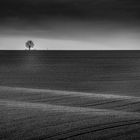 The lonely Tree