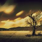 The Lonely Tree