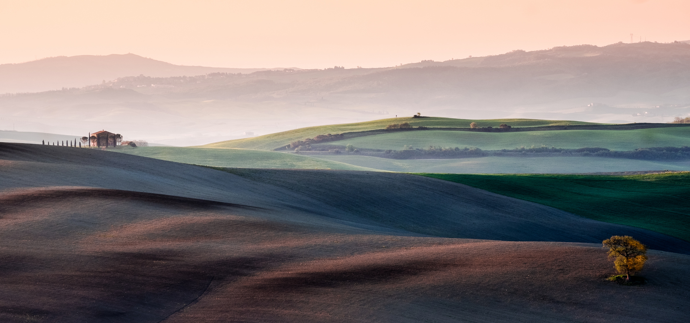 The lonely tree