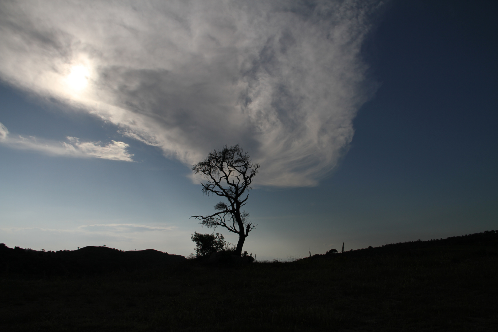 The lonely tree