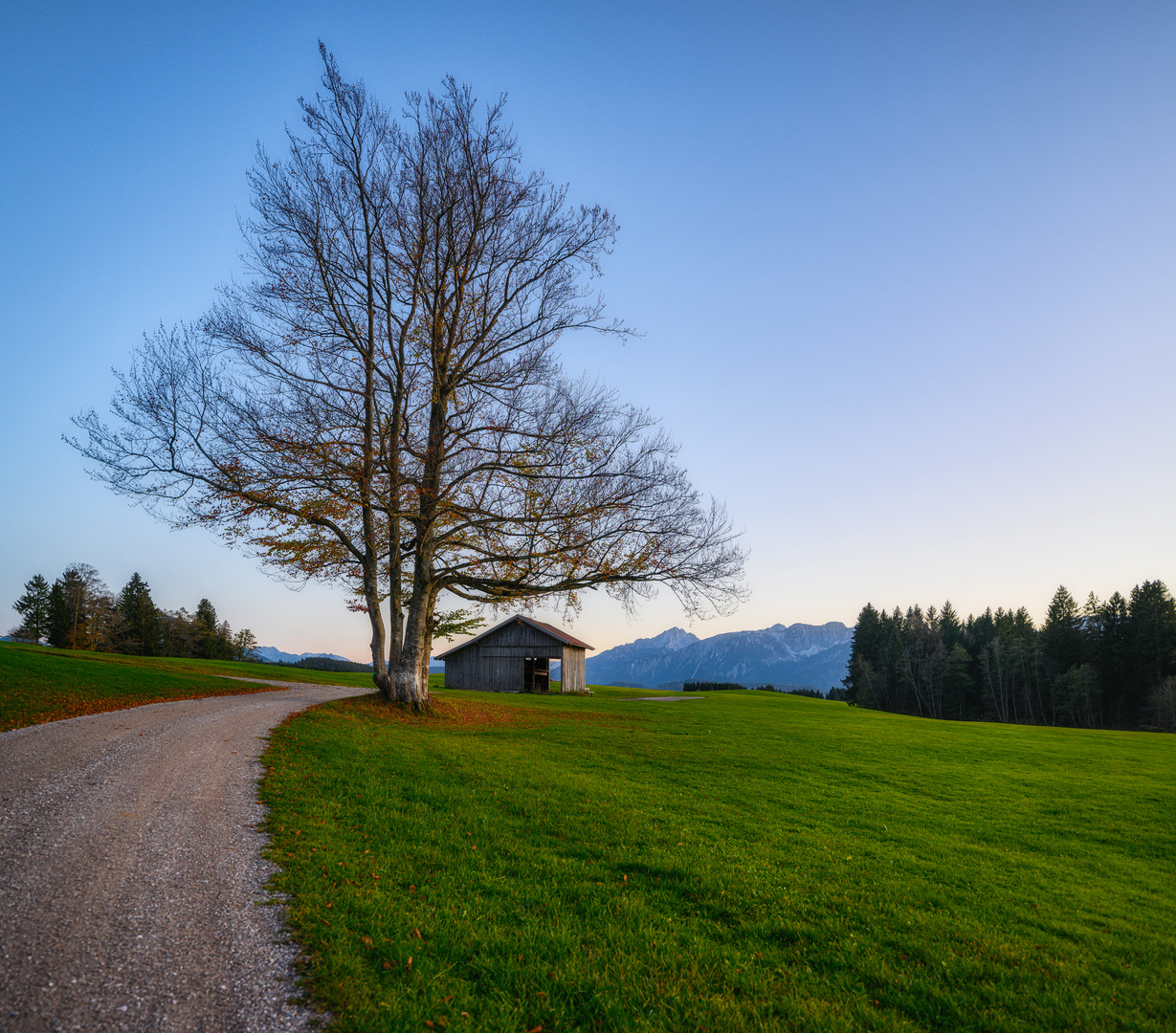 The lonely tree 