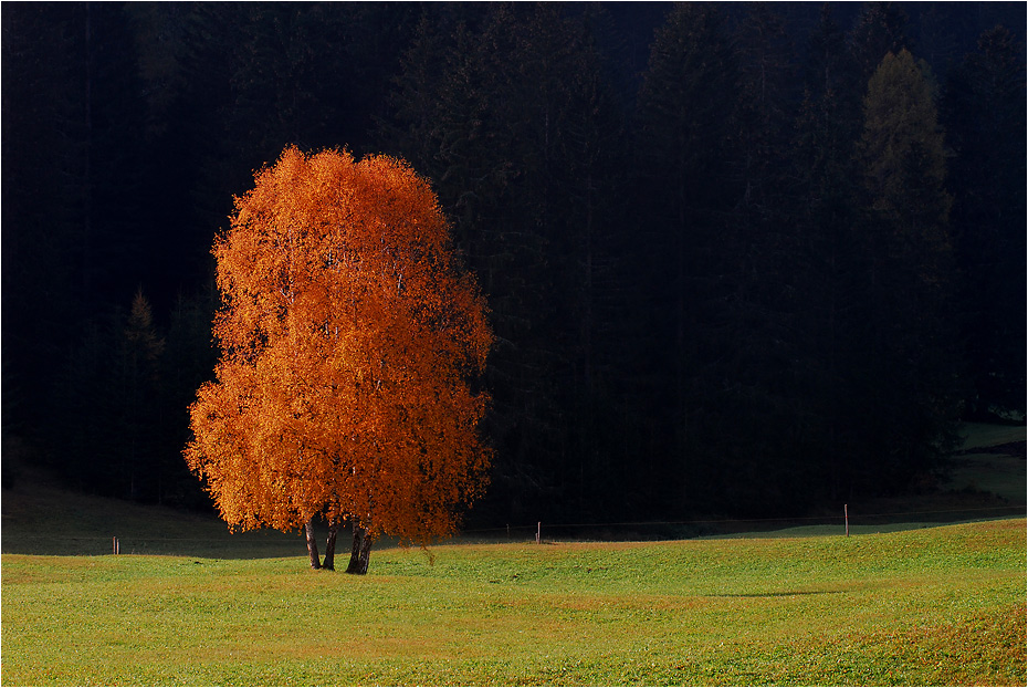 The lonely tree