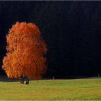 The lonely tree