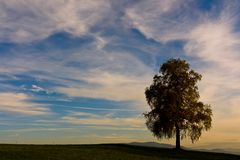 The lonely tree